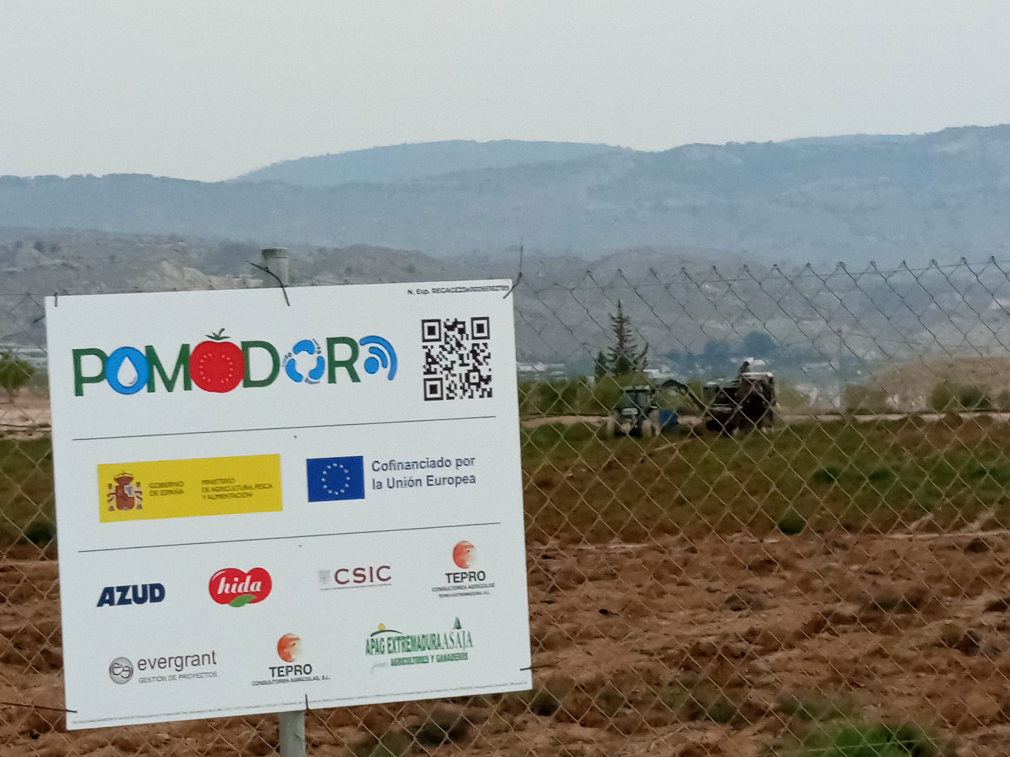 26/08/2025 – Arranca la cosecha de tomate industrial en la Plataforma Experimental de Murcia