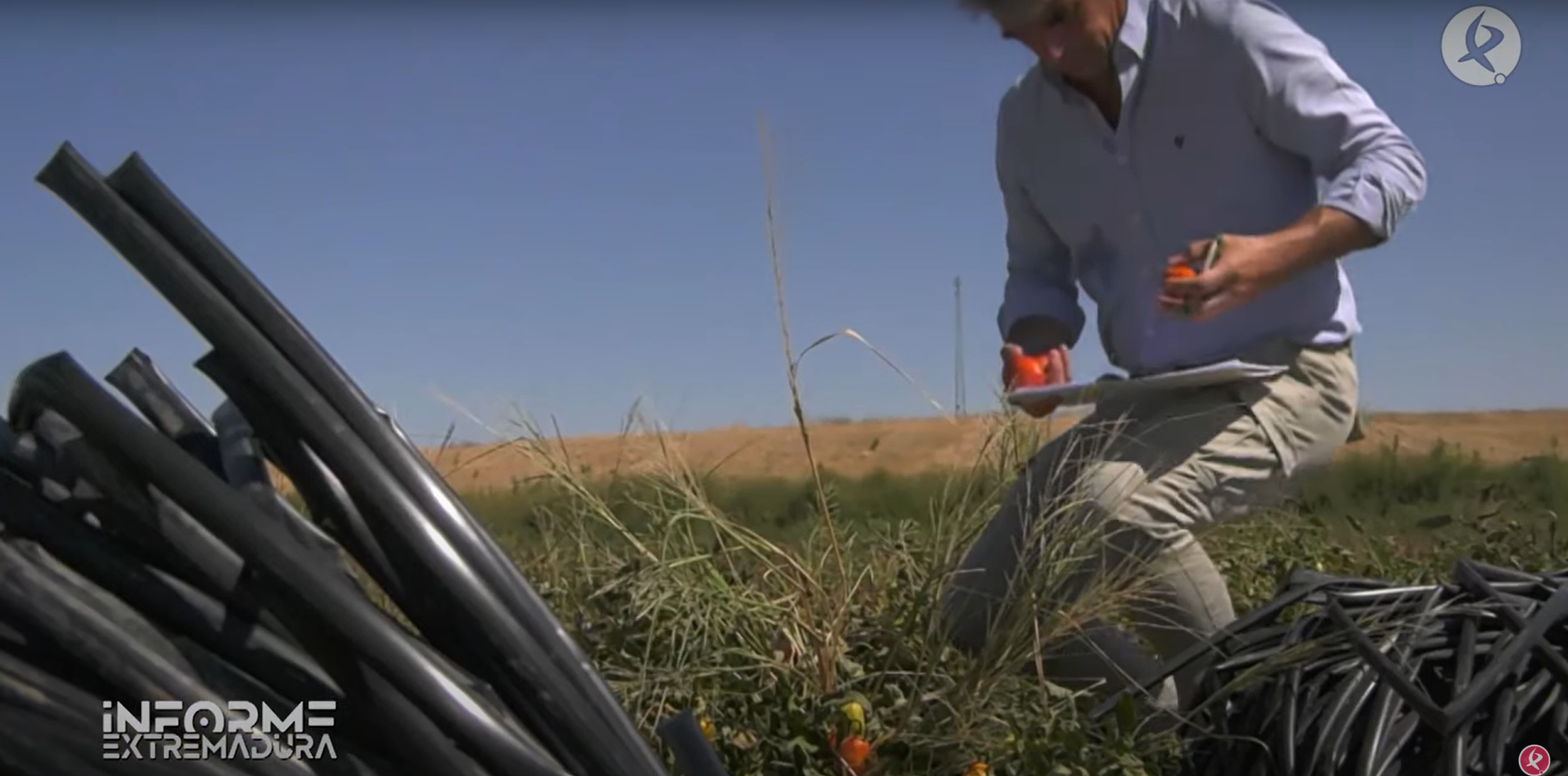 01/10/2025 – El Canal Extremadura presenta la innovación de GO POMODORO para un tomate más sostenible